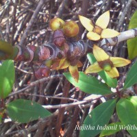 Rhizophora apiculata Blume